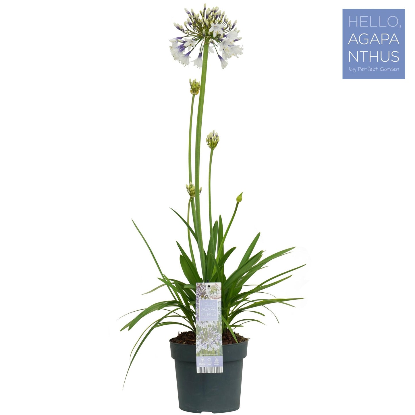 Agapanthus Fireworks - Ø19cm - ↕75cm