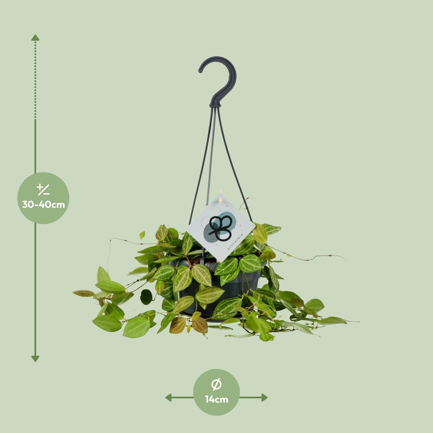 Dischidia Ovata - Ø14cm - ↕40cm