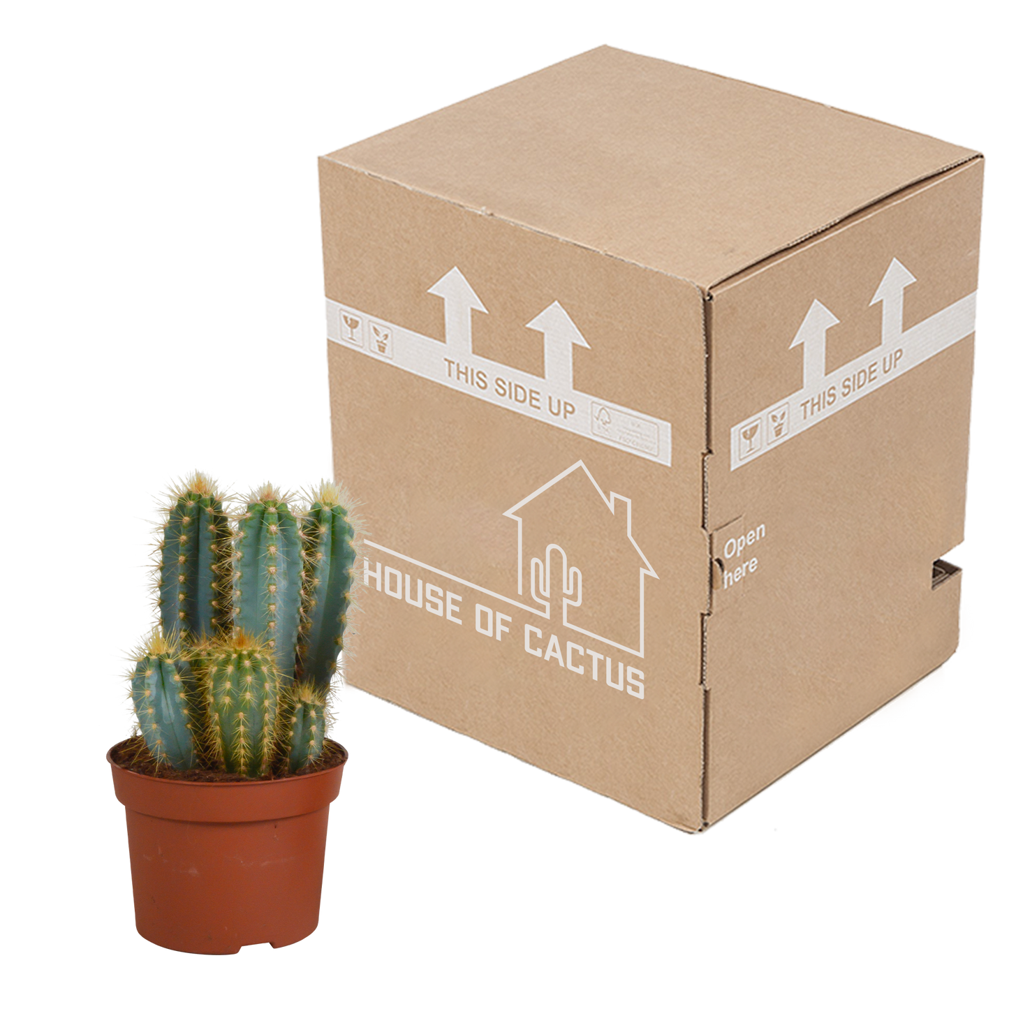 Pilosocereus azureus - 12cm - zonder pot