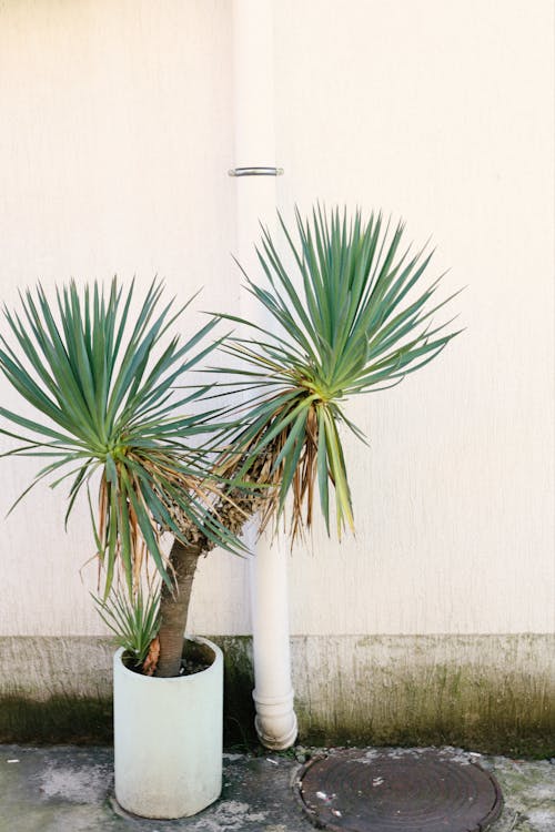 Styling en inspiratie met de Yucca