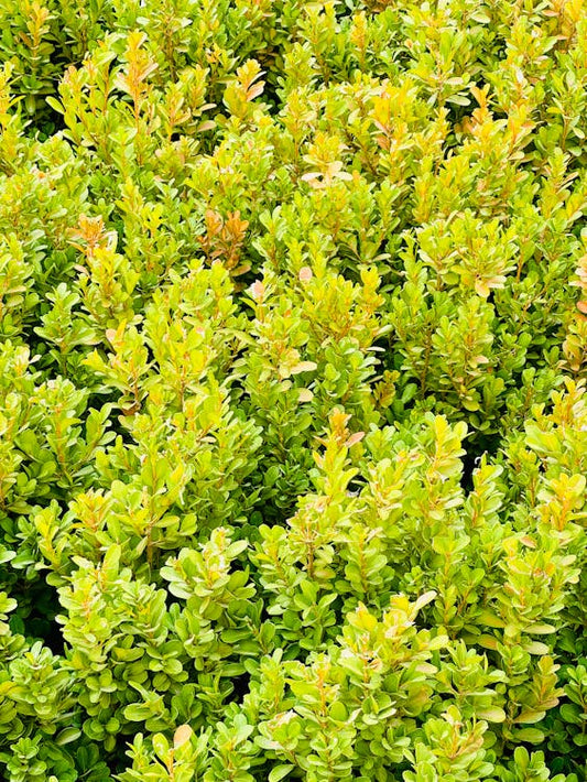 Achtergrond en geschiedenis van de Buxus sempervirens