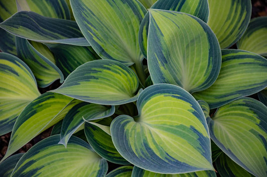 Verzorging en onderhoud van de Hosta (Hartlelie)