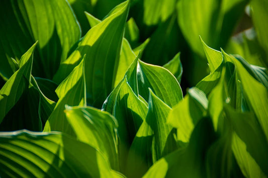 Styling en inspiratie met de Hosta