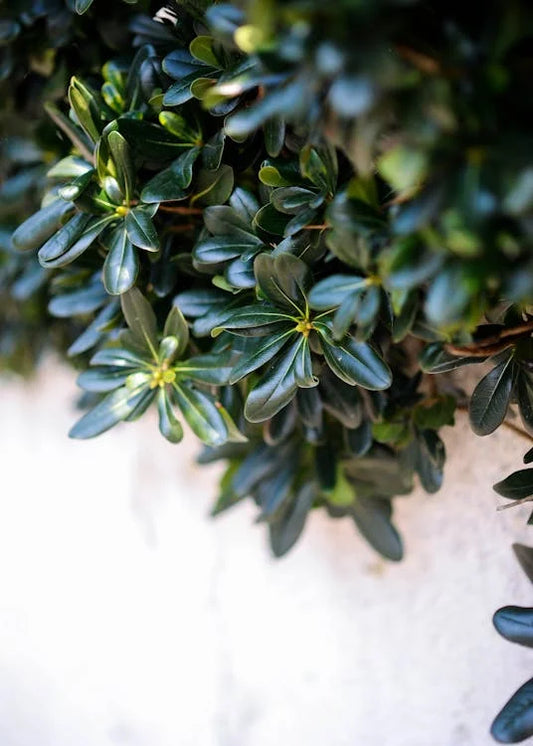 Verzorging en onderhoud van de Buxus sempervirens (Buxus)