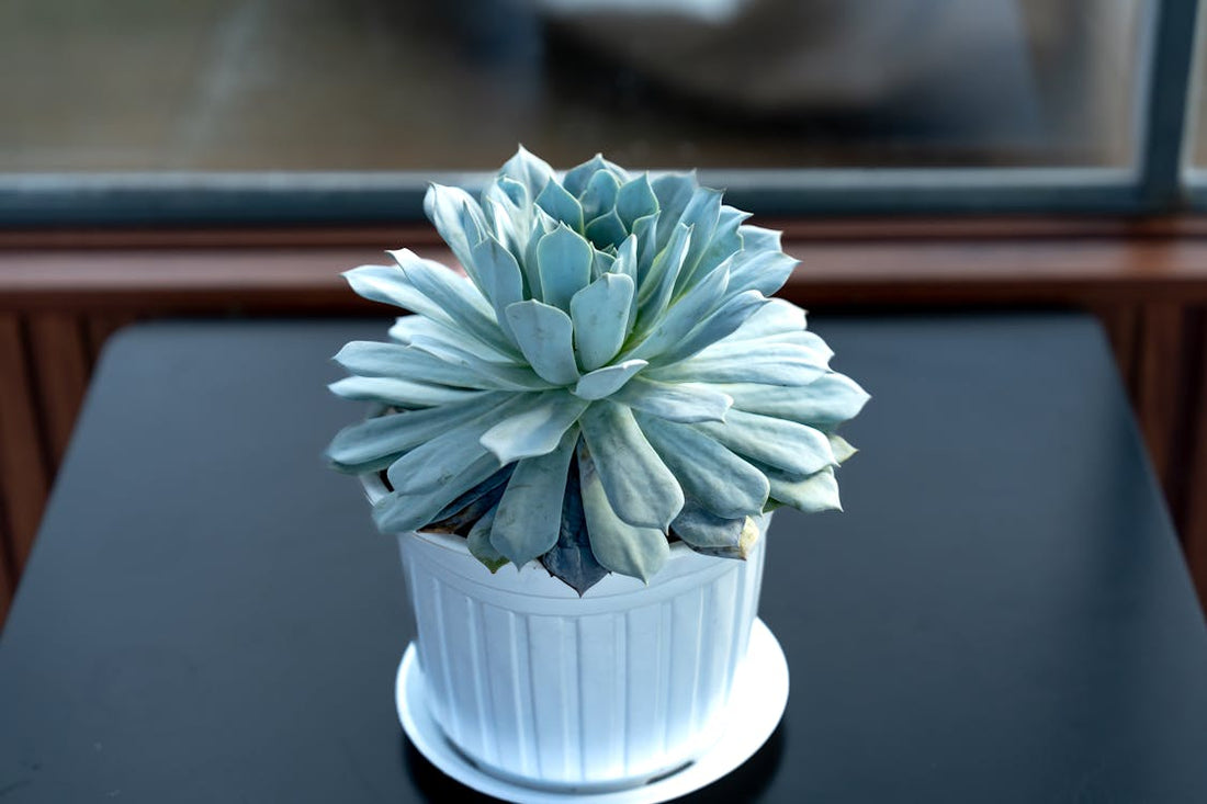 Styling en inspiratie met de Echeveria elegans