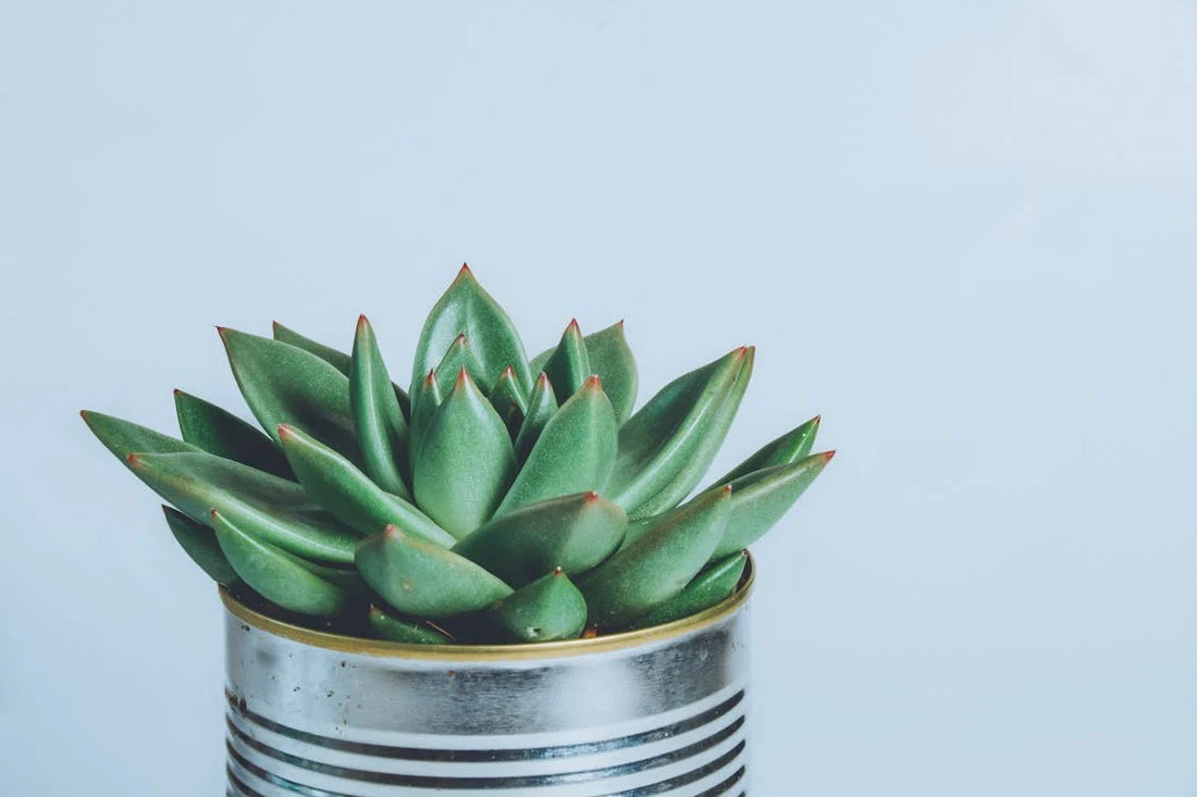 Achtergrond en geschiedenis van de Echeveria agavoides