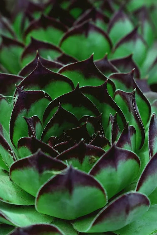 Styling en inspiratie met Sempervivum – Huislook