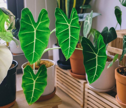 Verzorging en onderhoud van de Alocasia (Olifantsoor)