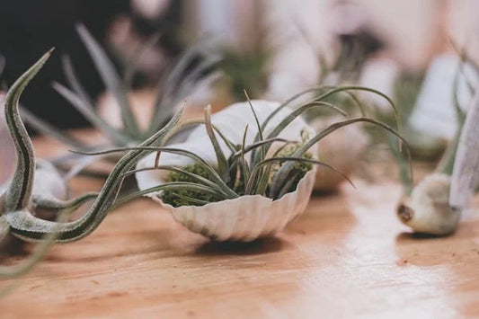 Luchtplanten (Tillandsia): De unieke plantjes die zonder aarde leven