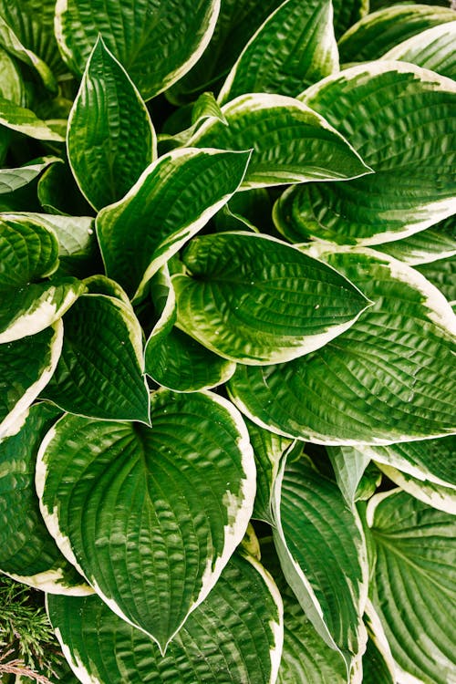 Achtergrond en geschiedenis van de Hosta