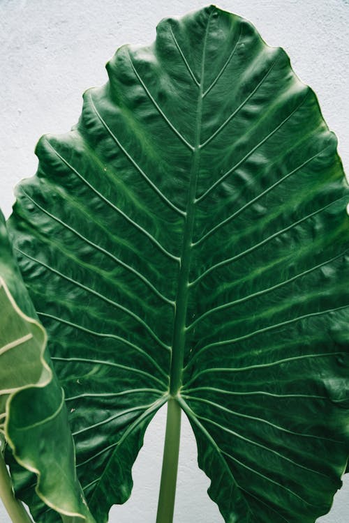 Achtergrond en geschiedenis van de Alocasia (Olifantsoor)