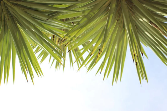 Verzorging en onderhoud van de Yucca