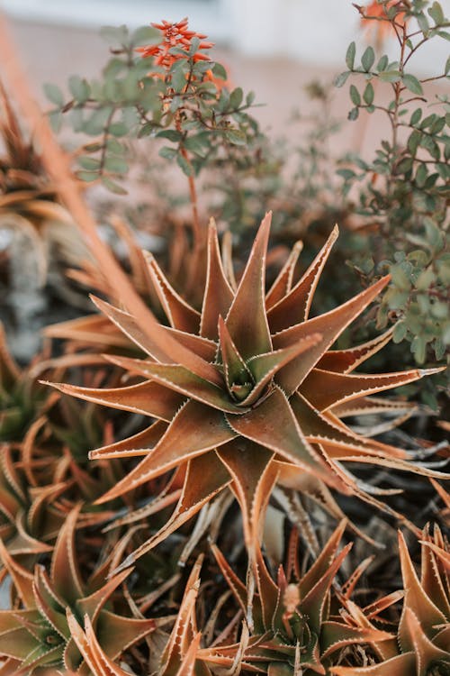 Achtergrond en geschiedenis van de Aloe aristata