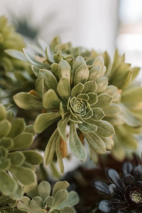 Achtergrond en geschiedenis van de Echeveria lilacina