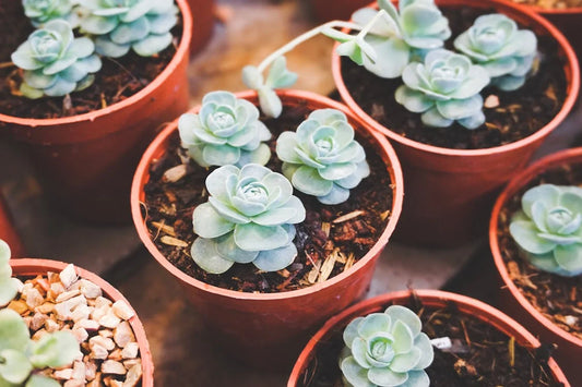 Styling en inspiratie met de Echeveria lilacina