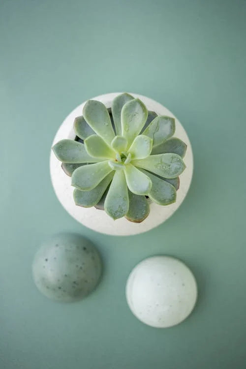 Achtergrond en geschiedenis van de Echeveria elegans