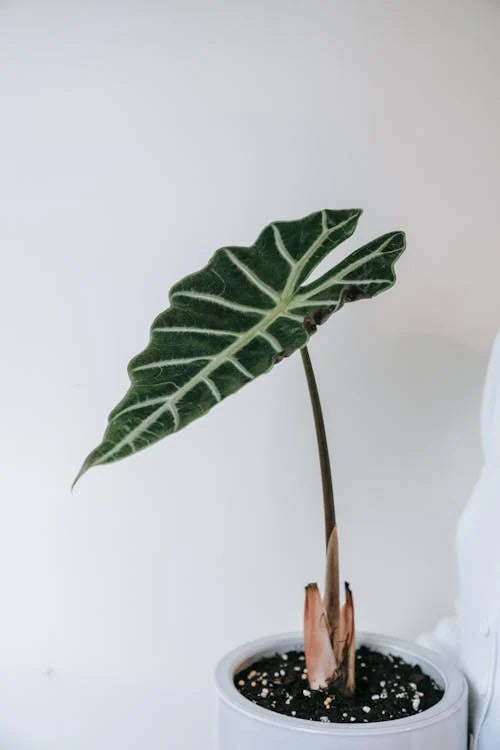 Styling en inspiratie met de Alocasia