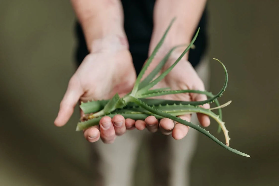 De oorsprong van de aloë vera: Een plant met een rijke geschiedenis