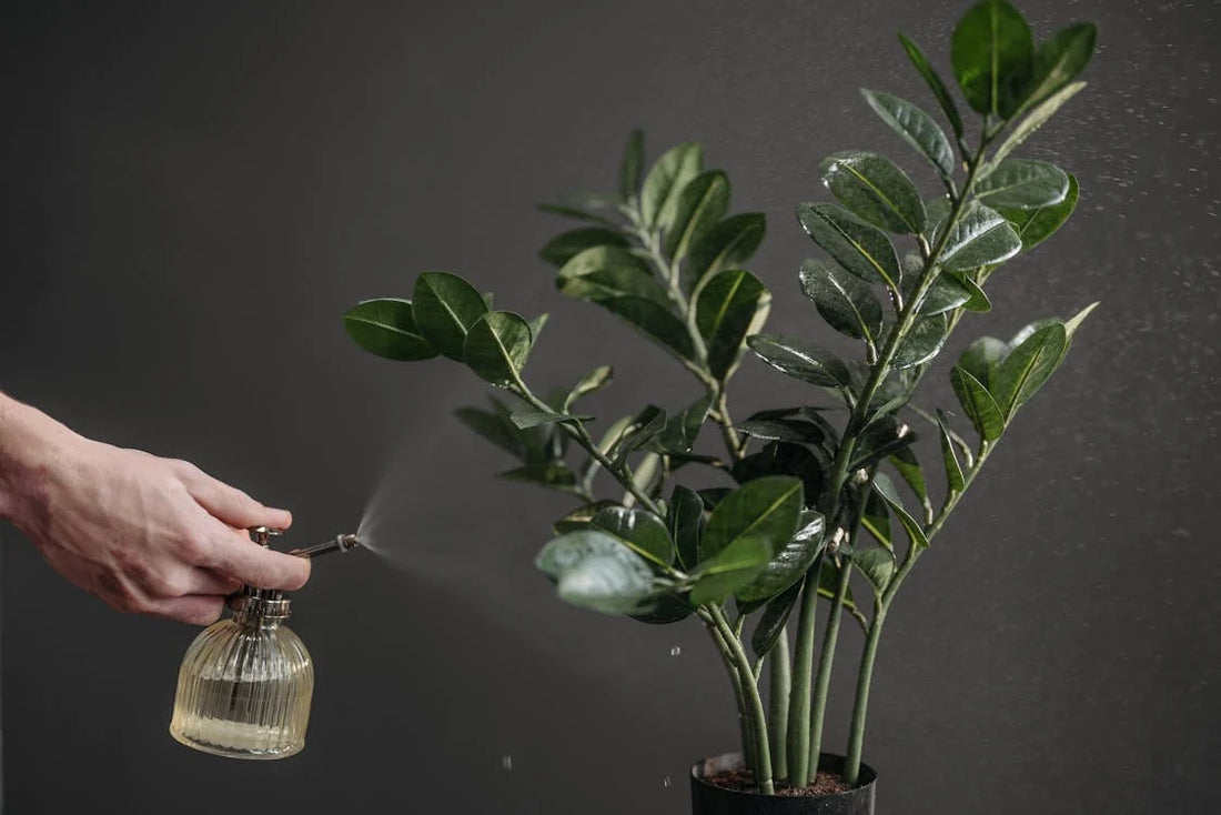 Verzorging en onderhoud van de Zamioculcas, de ZZ-plant