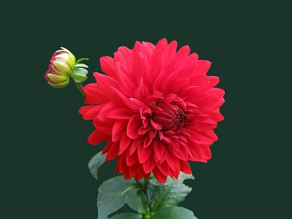 Dahlia bloembollen