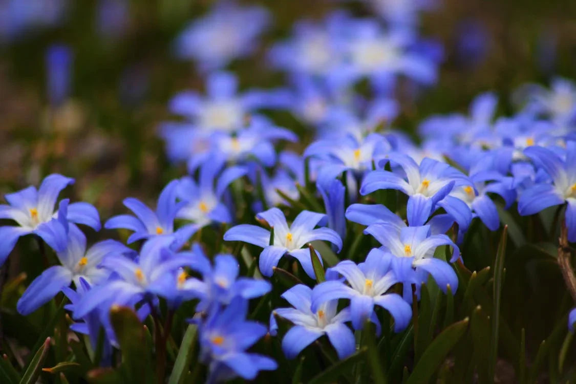 Chionodoxa bloembollen
