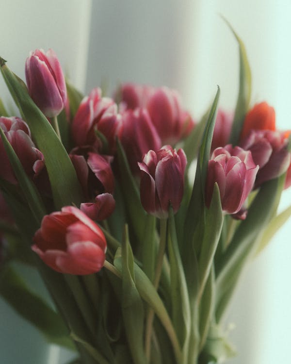 Tulpen bloembollen