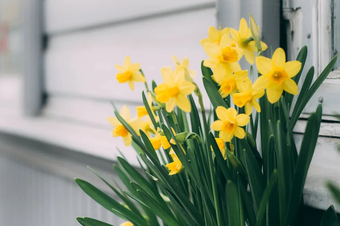Narcissen bloembollen