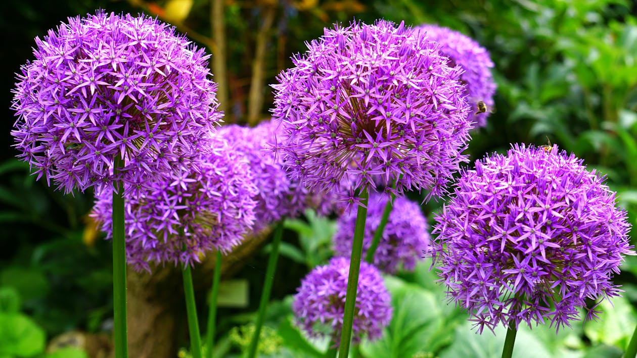Allium bloembollen