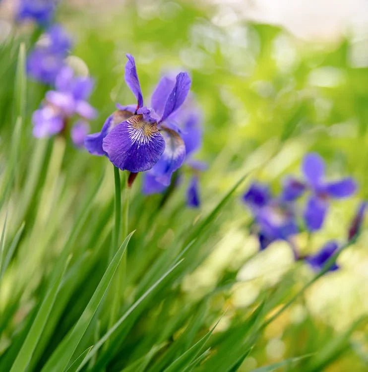 Iris bloembollen