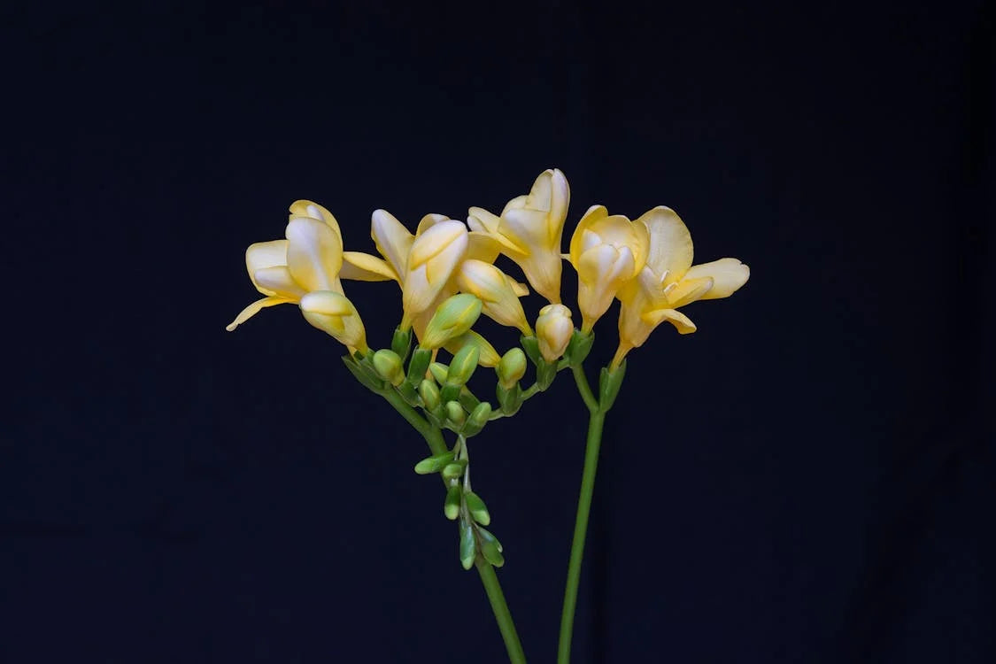 Freesia bloembollen