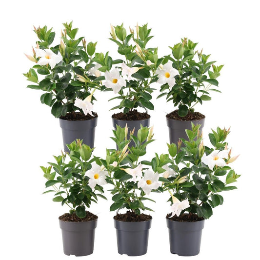 6 x Dipladenia white - Mandevilla wit Ø12 cm - ↕25 cm