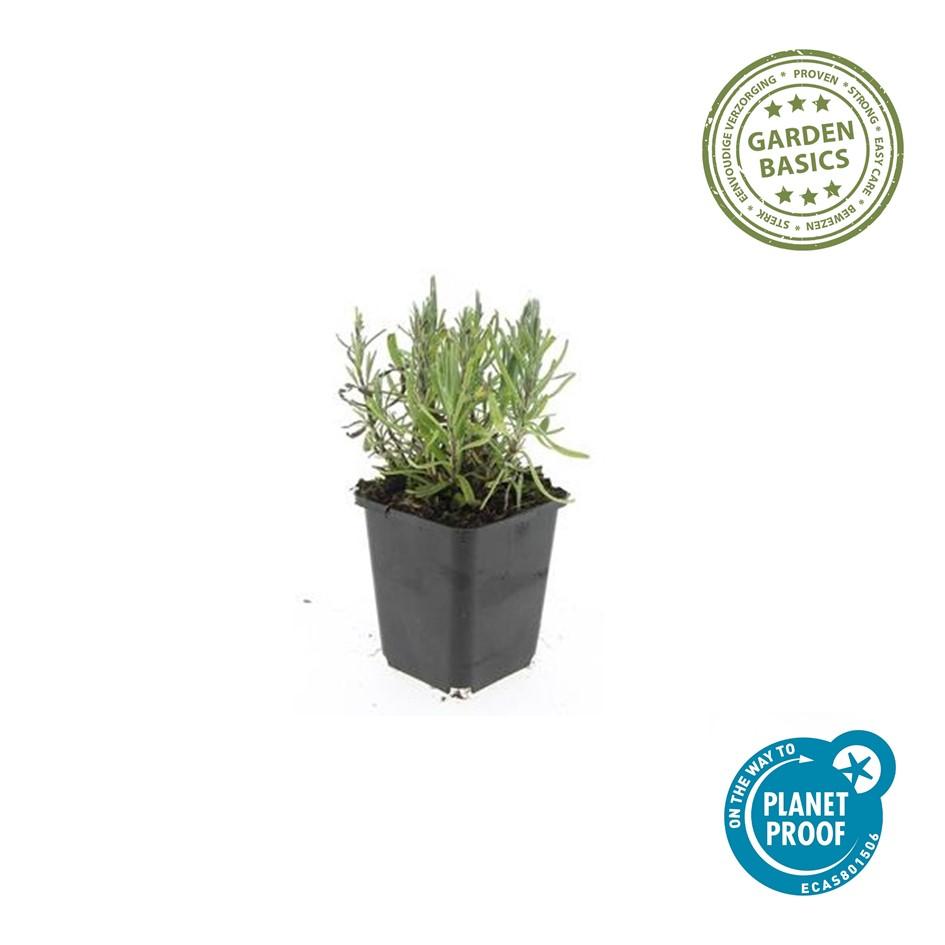 6x Lavandula ang. 'Munstead' - ↕10-25cm - Ø9cm