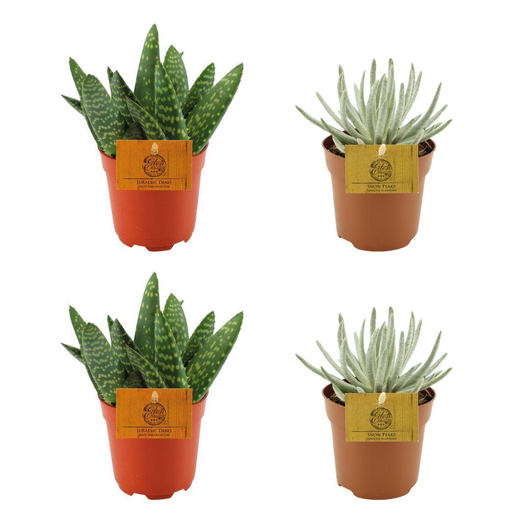2x Aloe Paradisicum + 2x  Senecio Scaposus - 4 stuks - Ø10.5cm - ↕10cm
