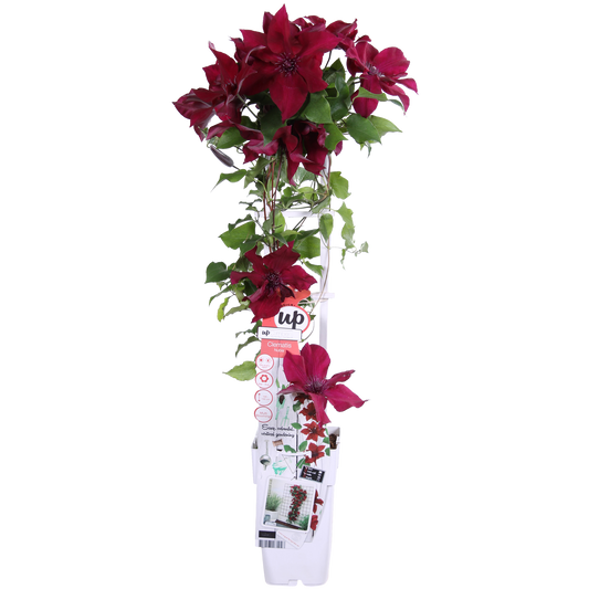 Clematis Nubia - Clematis Evison Rood - Ø15cm - ↕65cm - Ø15 - ↨65cm