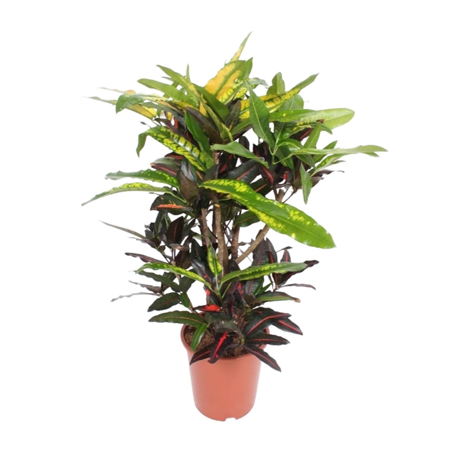 Codiaeum Mango (Croton Mango) - Ø27cm - ↕110cm