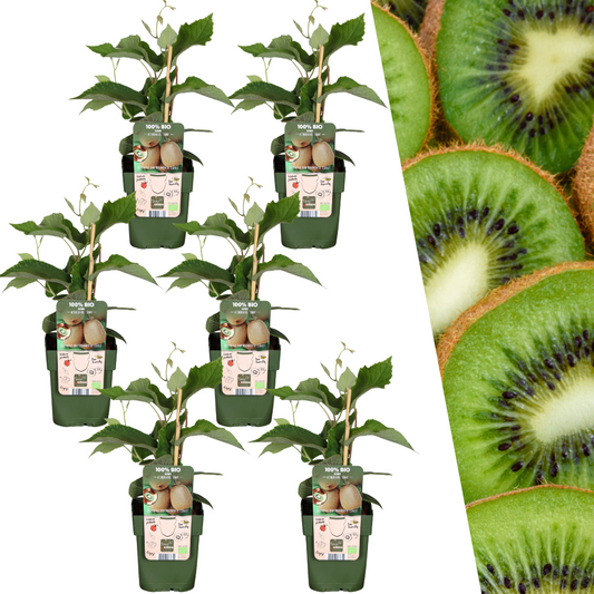 6 x Biologische kiwiplanten - Ø 13 cm - ↨ 20 cm