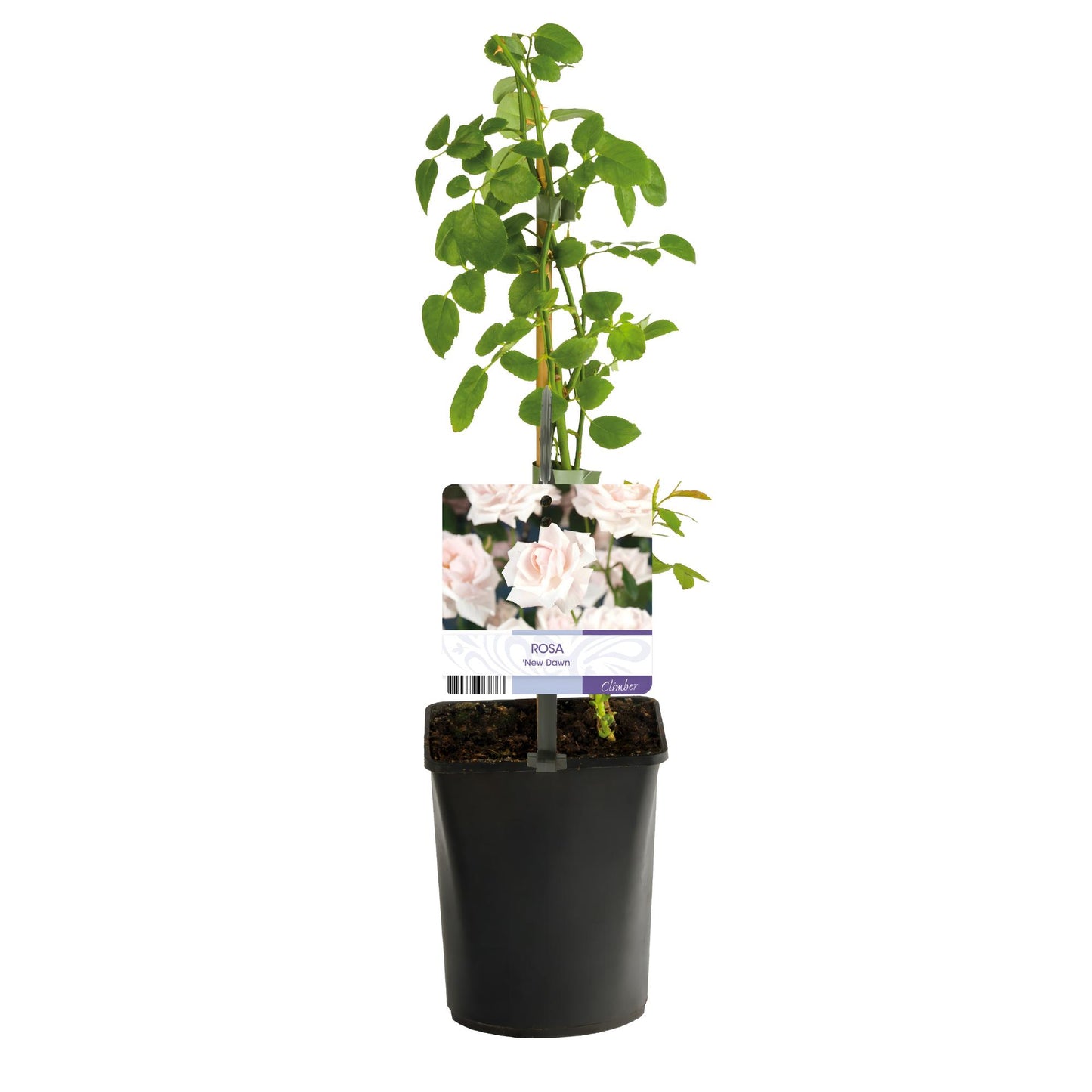 Green boutiQ - Klimroos - Rosa New Dawn - Bloem Licht roze - Weinig onderhoud - 2 planten - Pot 11cm Hoogte 40cm