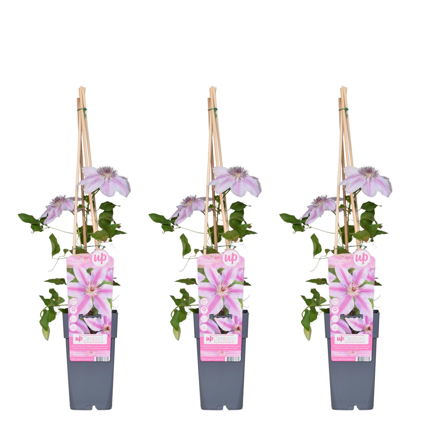 3x - Clematis Nelly Moser - ↨65cm - Ø15