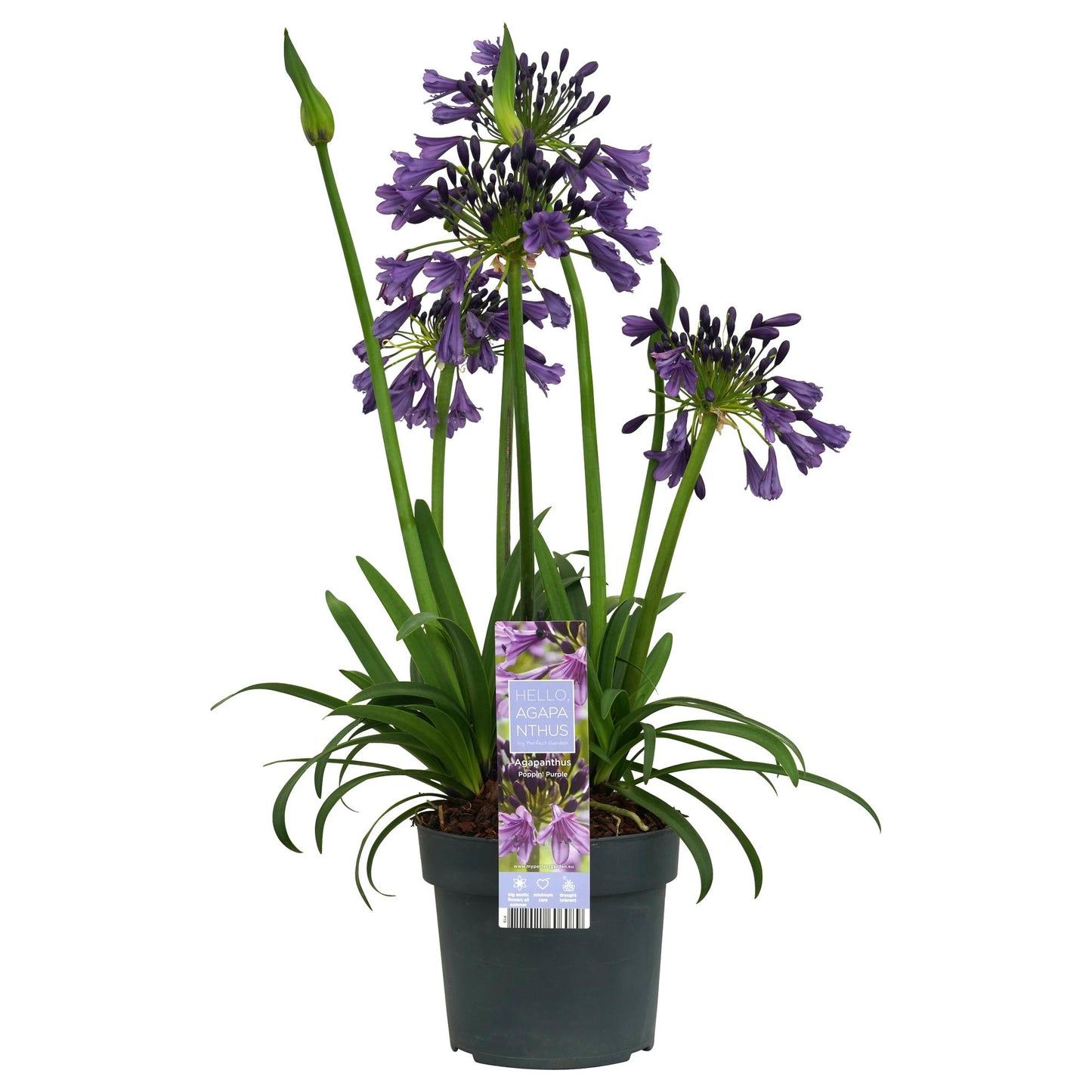 Agapanthus 'Poppin Purple' - Ø19cm - ↕30cm