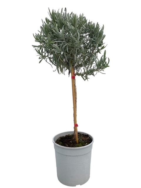 Lavandula Angustifolia "op Stam" - Ø18cm - ↕80cm