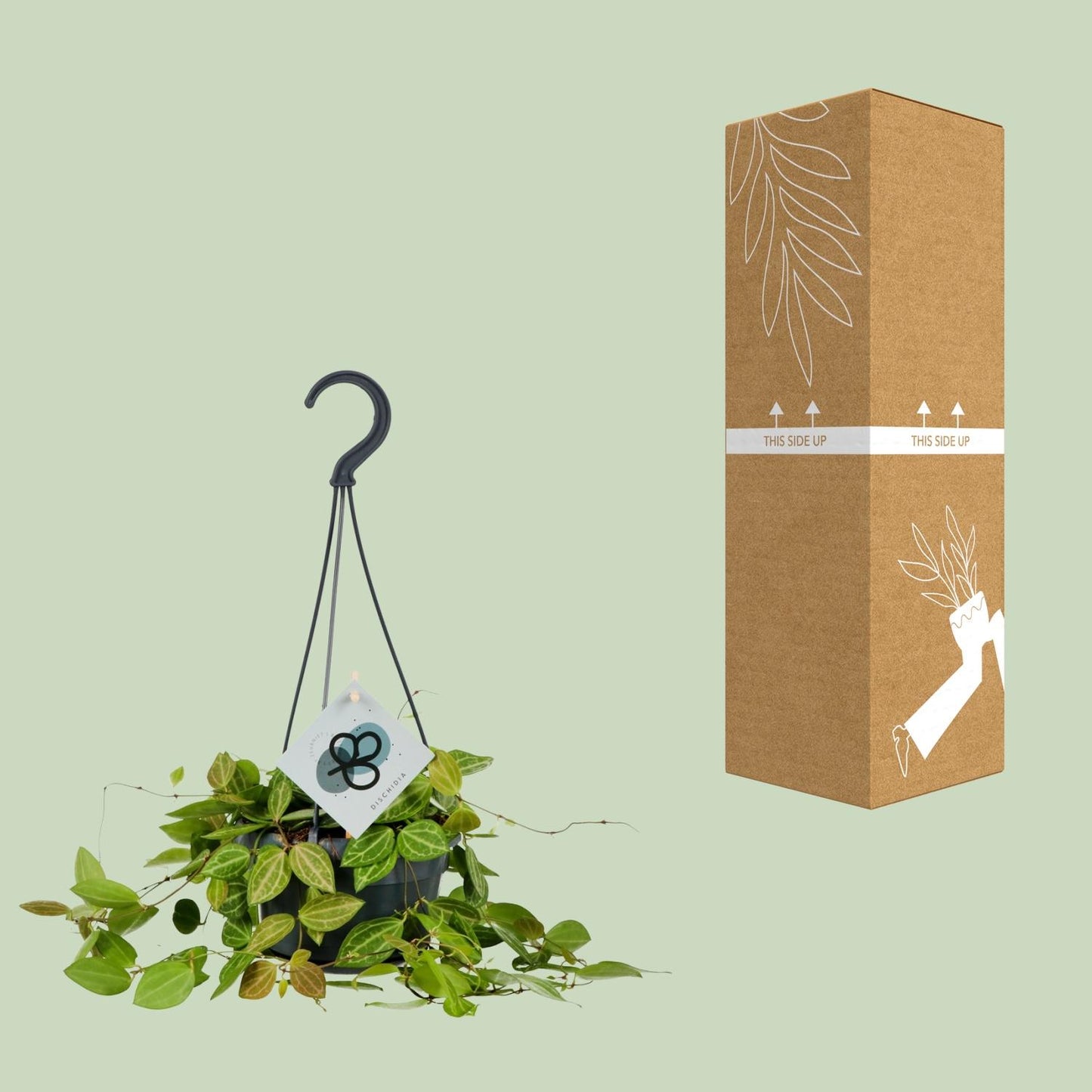 Dischidia Ovata - Ø14cm - ↕40cm