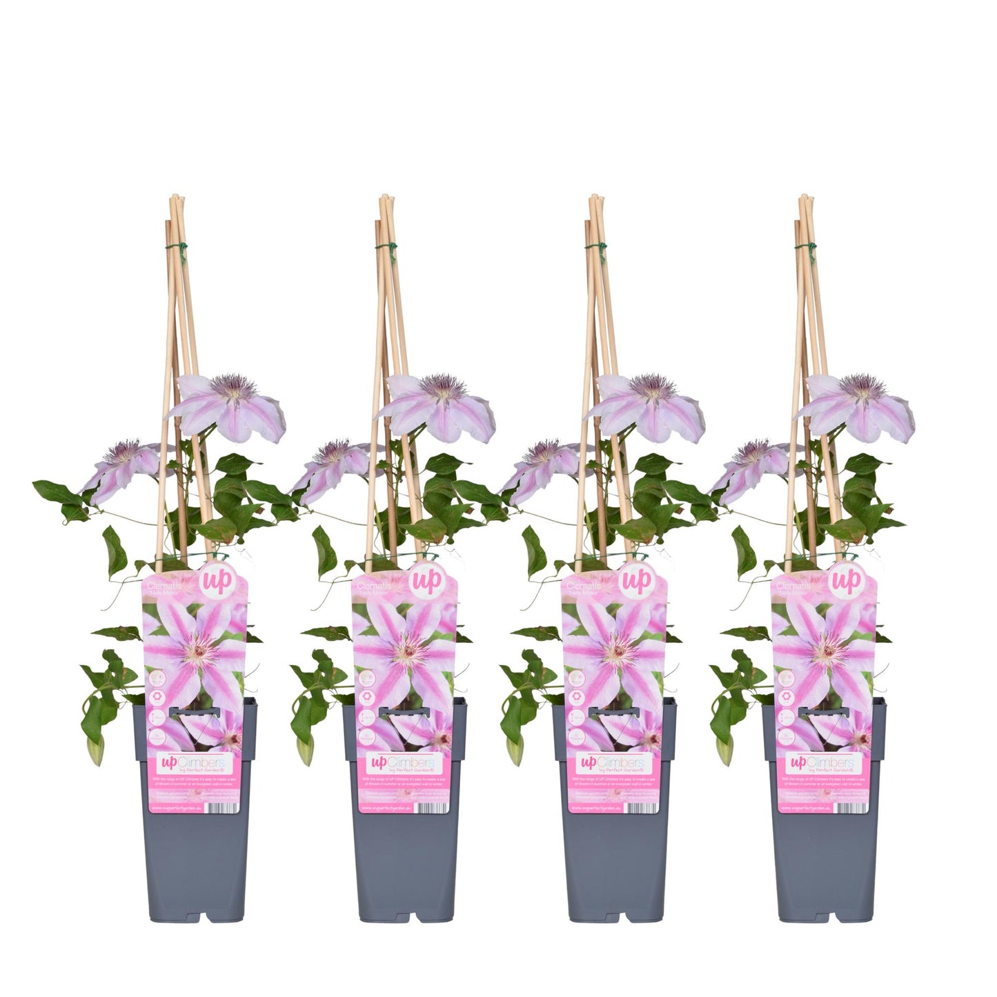 4x - Clematis Nelly Moser - ↨65cm - Ø15