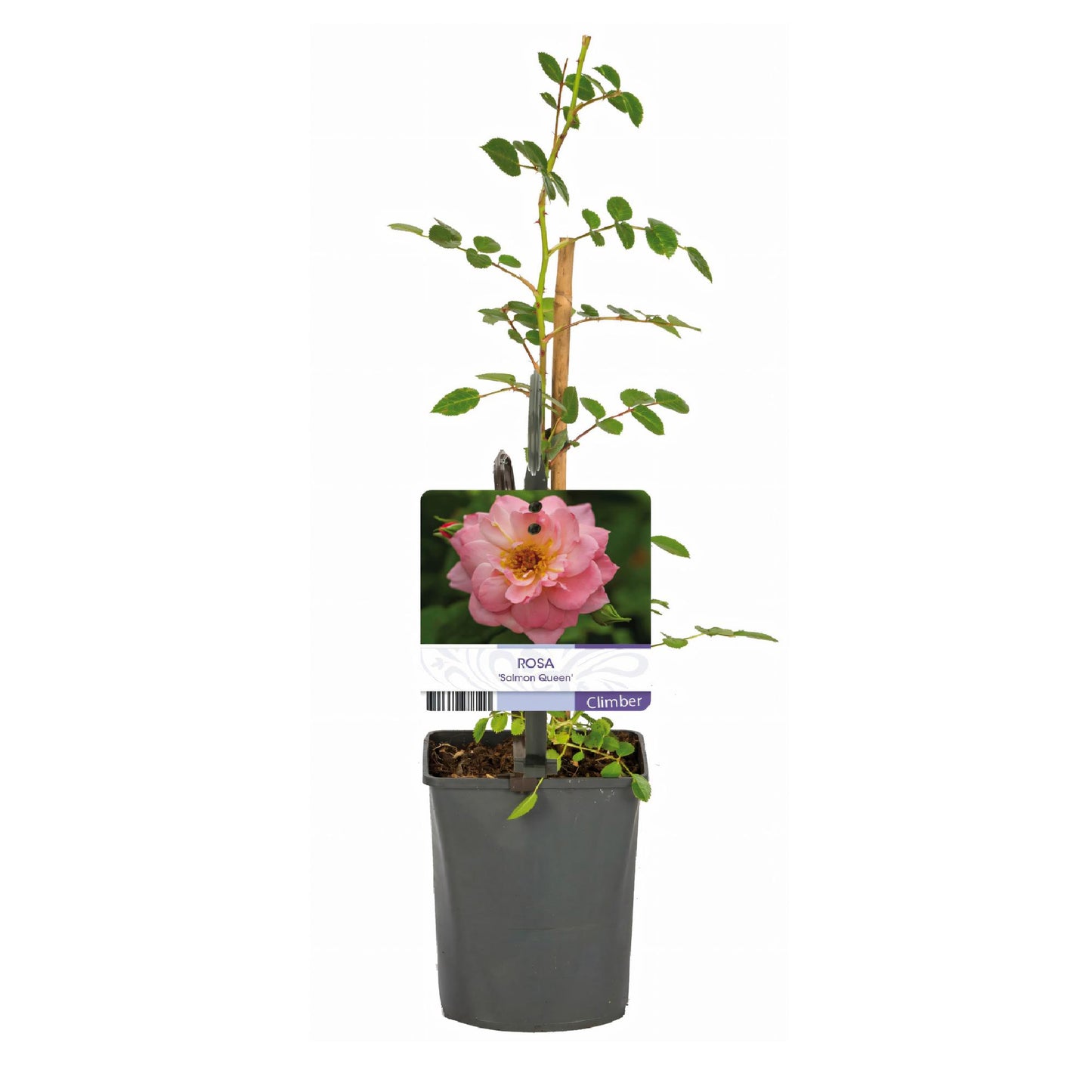 Green boutiQ - Klimroos - Rosa Salmon Queen - Bloem Licht roze - Weinig onderhoud - 2 planten - Pot 11cm Hoogte 40cm